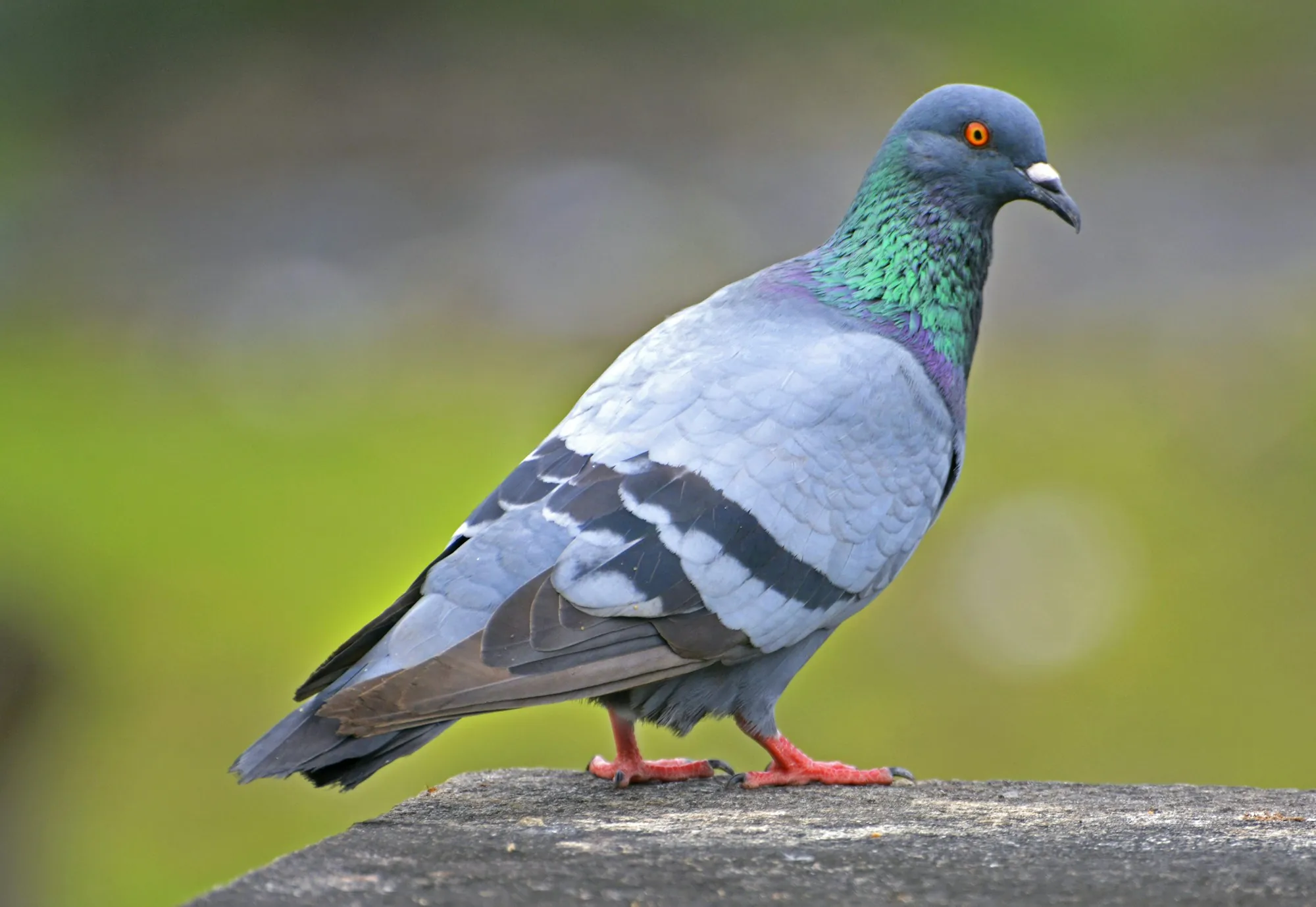 Pigeon standing on a ledge with green behind it